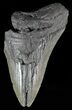 Partial, Fossil Megalodon Tooth #53005-1
